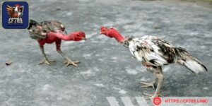 Cách ly gà khi có dấu hiệu