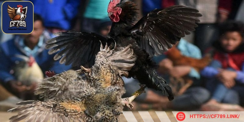 Kê sư có thể quan sát bằng mắt