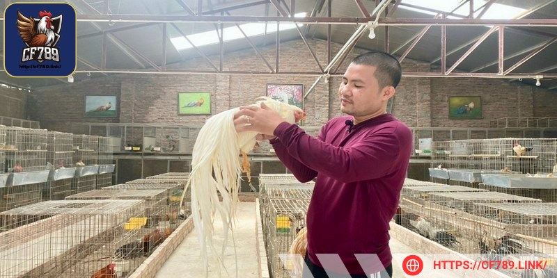 Người chơi hãy bổ sung điện giải vào khẩu phần nước cho gà