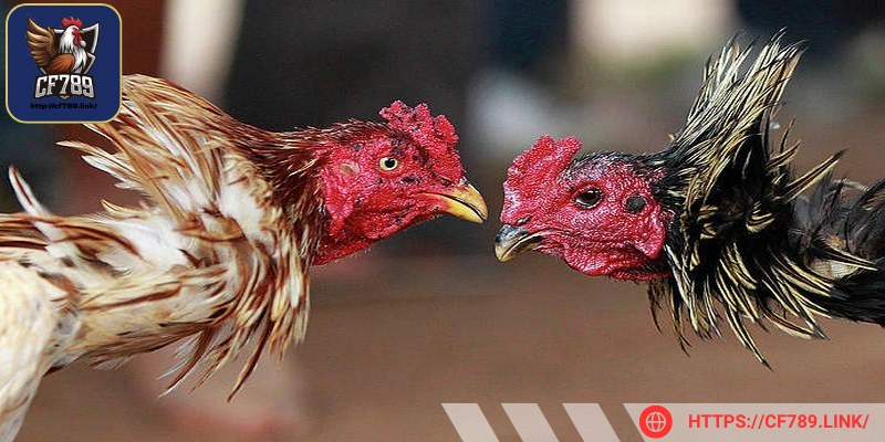  Chăm sóc gà chọi trước khi đi đá là bước cực quan trọng