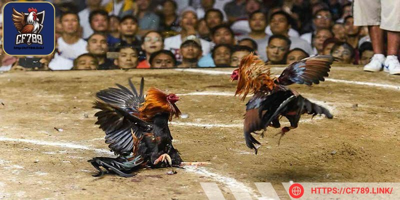 Quan sát biến động tỷ lệ kèo để nhận định đúng đắn