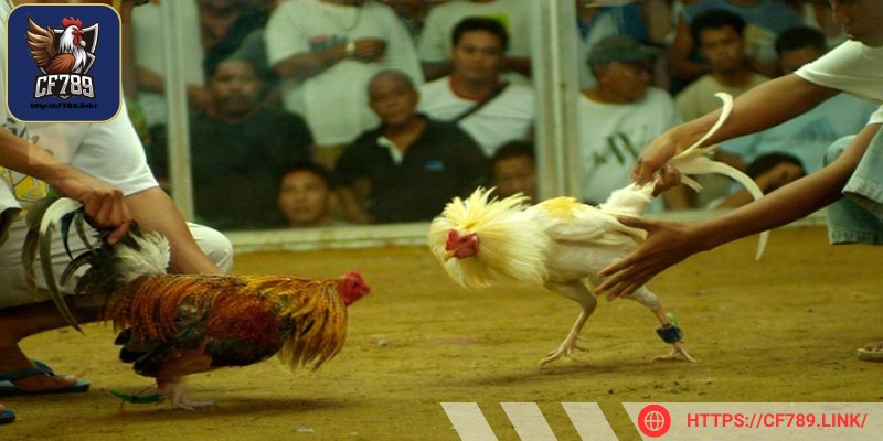 Cựa dao là dạng đá gà trực tiếp Thomo kịch tính nhất