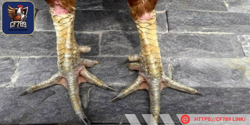 Gà chọi chân 2 màu từ lâu đã trở thành tâm điểm chú ý