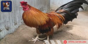 Chiến kê thường có tính cách hung hãn