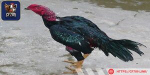 Gà chọi chân to mang ý nghĩa lớn về giá trị thẩm mỹ