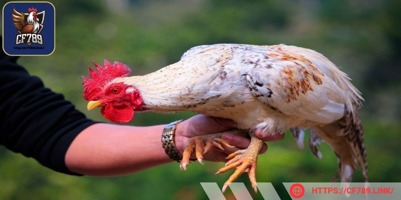 Anh em nên giới hạn thời gian chạy lồng trong ngày