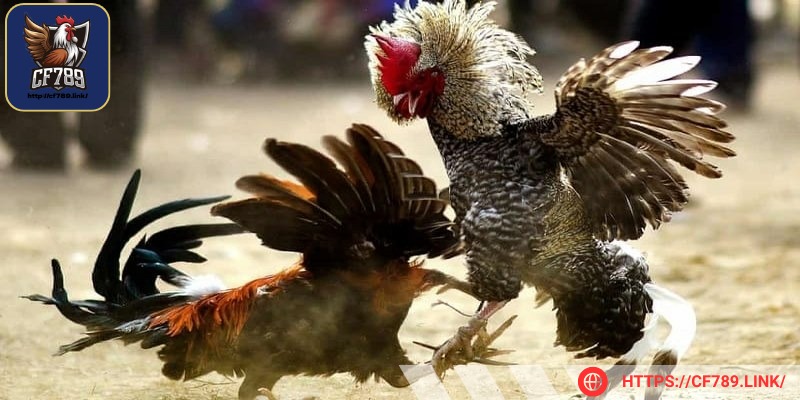 Gà nhiễm ký sinh trùng hoặc bệnh về chân sẽ dễ ngã