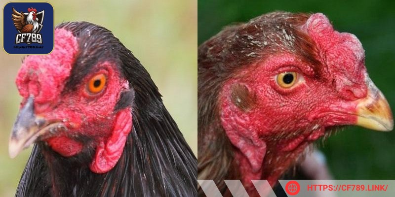 Gà mồng trích – loại nổi bật với mào nhỏ