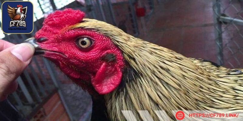 Sức bền của chiến kê này vô cùng nổi bật
