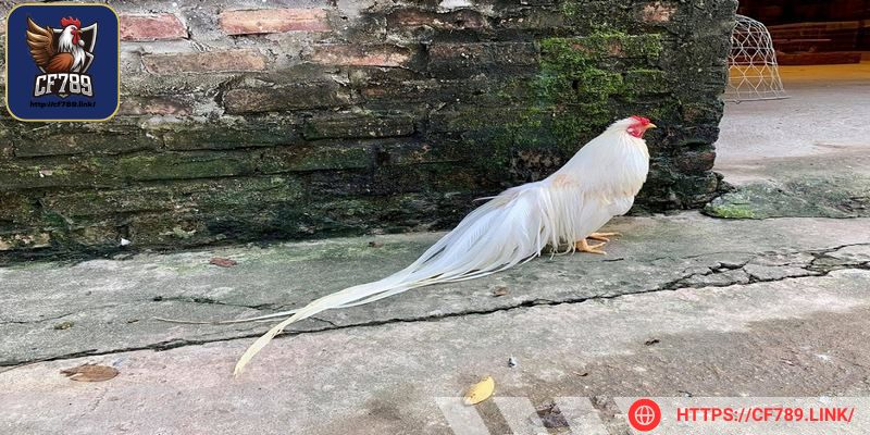 Gà Tân Châu đuôi dài sở hữu vẻ ngoài siêu đặc sắc