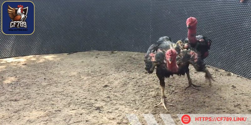 Dùng tay vỗ nhẹ vào lưng để kiểm tra độ phản xạ