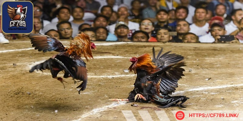 Nắm bắt chế độ ăn của kê